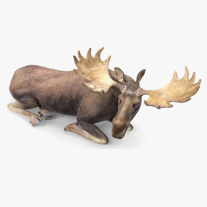 Elk Rigged for Cinema 4D 3D model