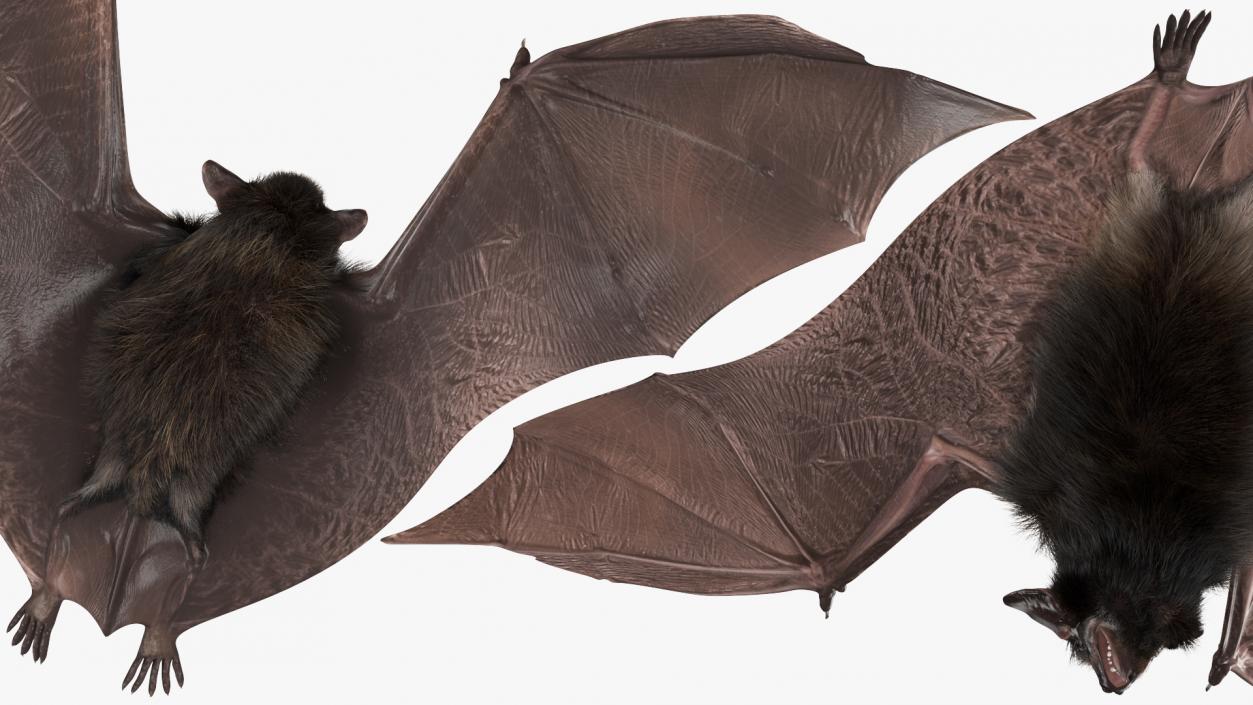 3D model Flying Black Bat Fur