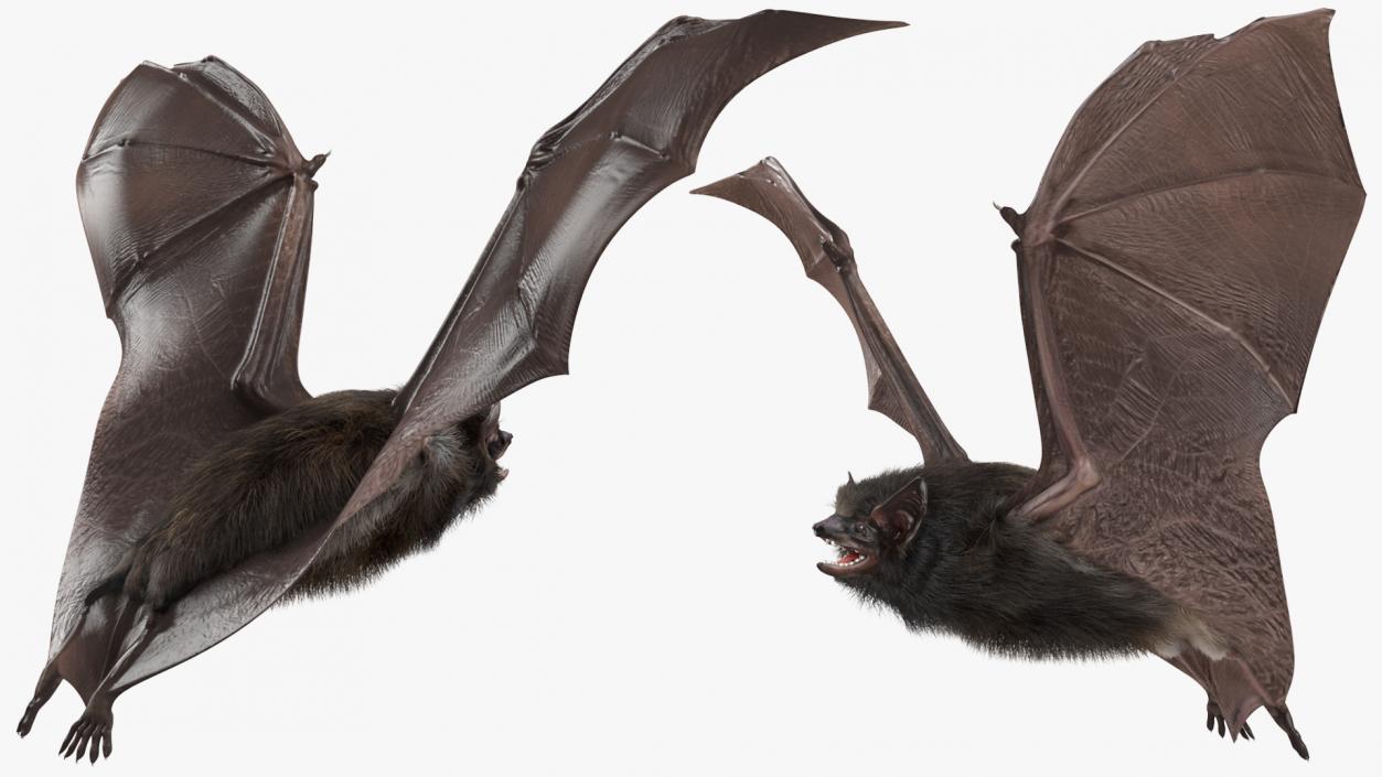 3D model Flying Black Bat Fur