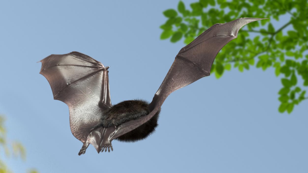 3D model Flying Black Bat Fur