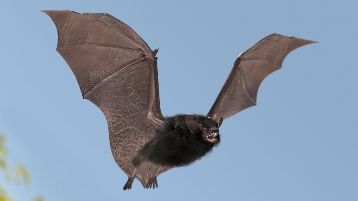 3D model Flying Black Bat Fur