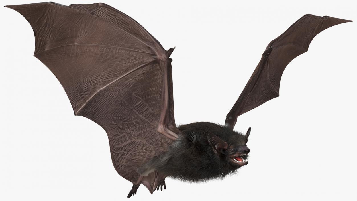 3D model Flying Black Bat Fur