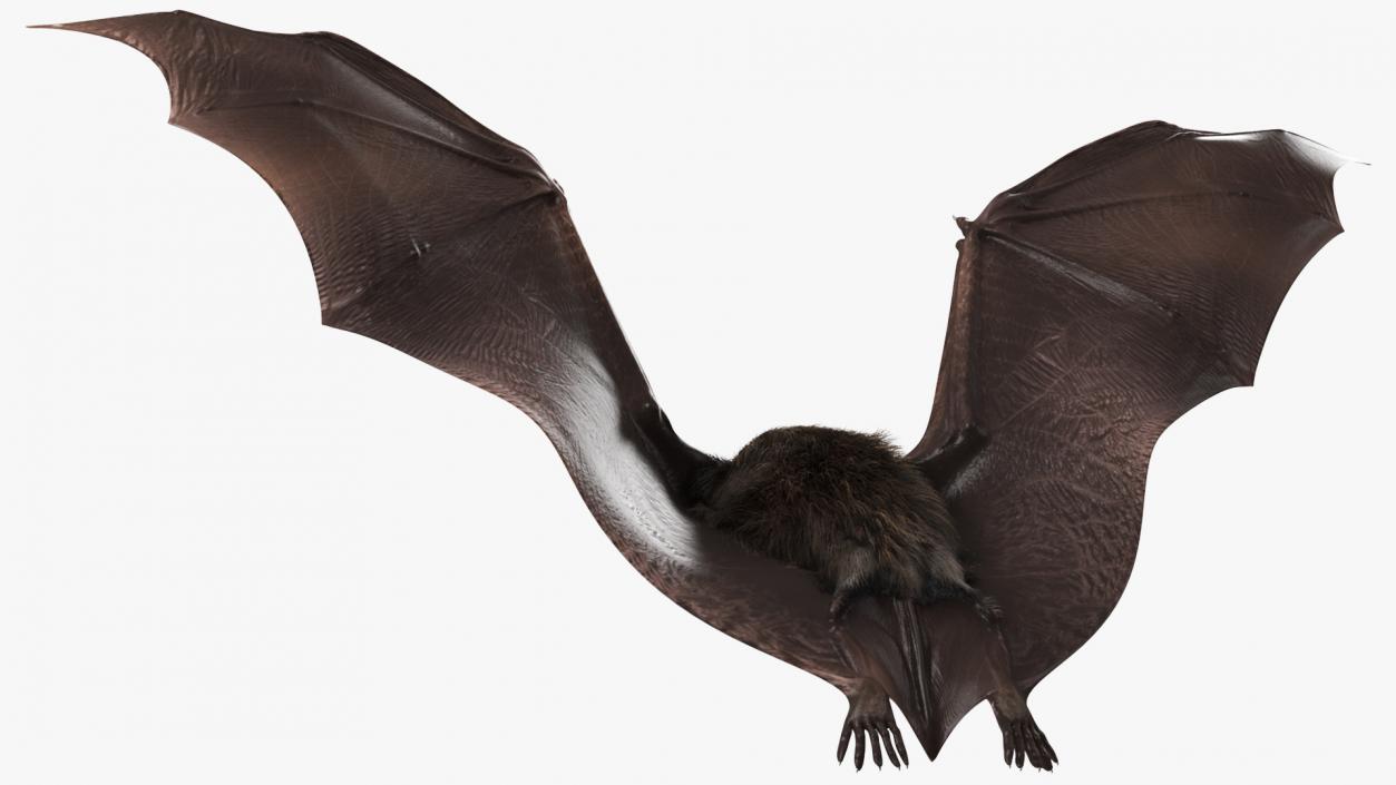 3D model Flying Black Bat Fur