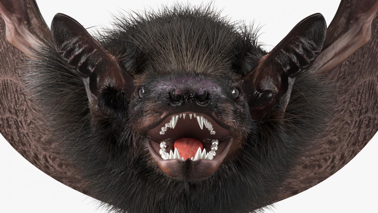 3D model Flying Black Bat Fur