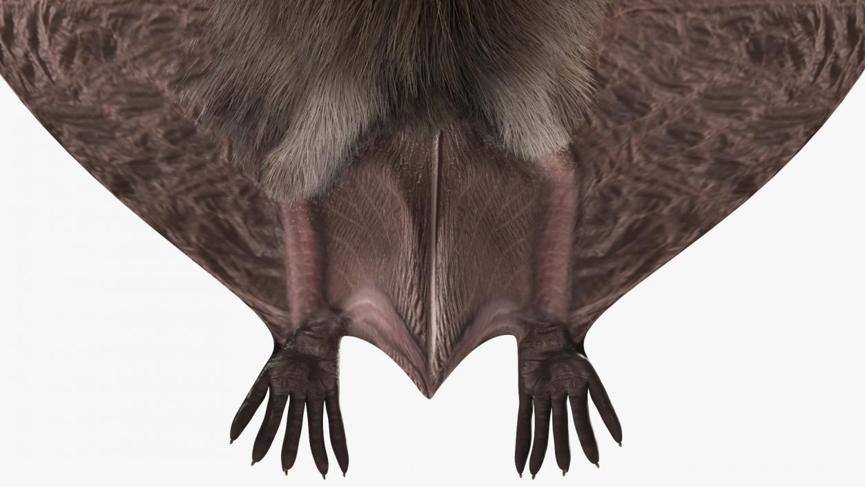 3D model Flying Black Bat Fur