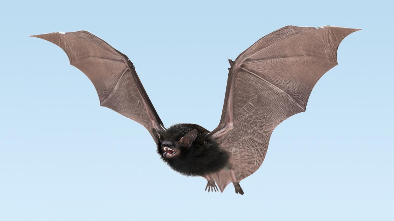 3D model Flying Black Bat Fur