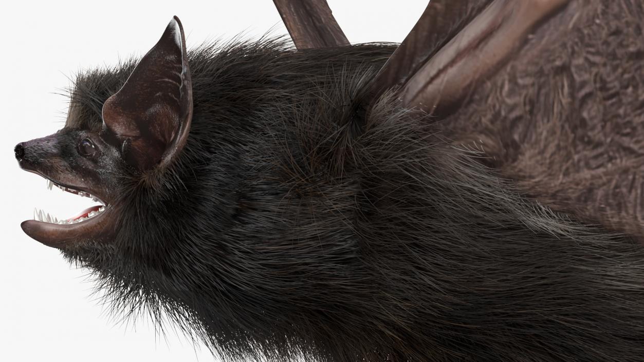 3D model Flying Black Bat Fur