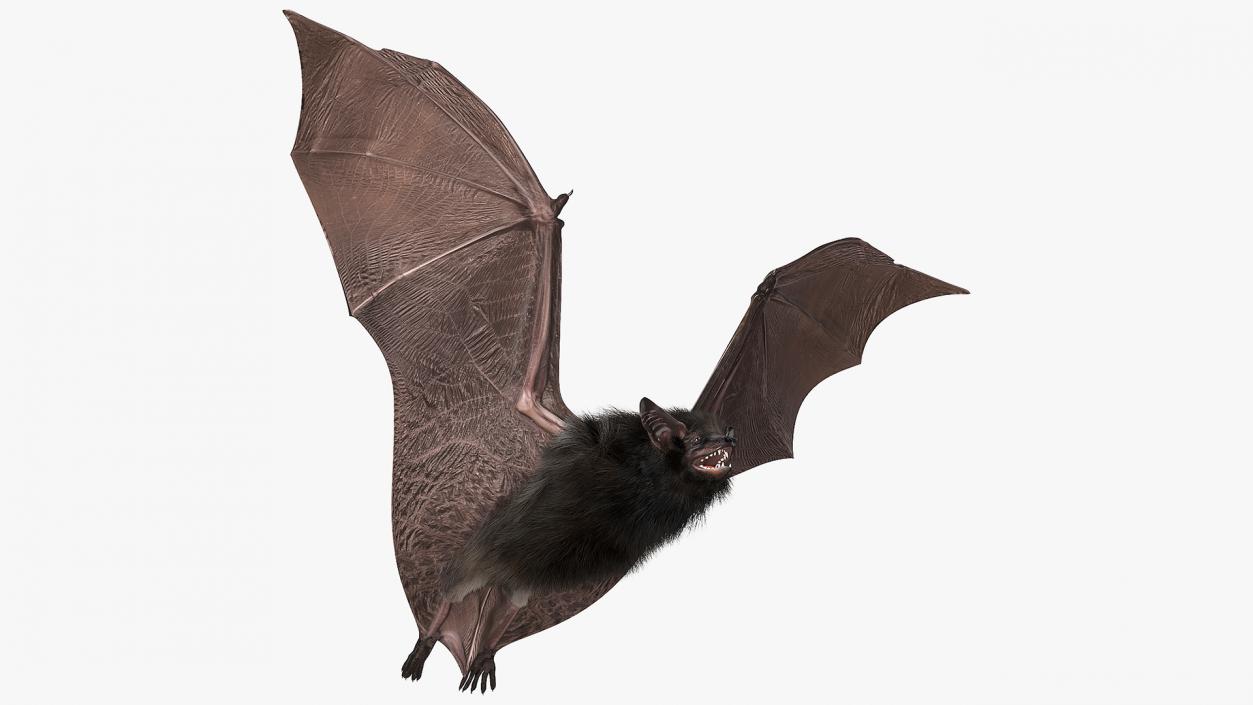 3D model Flying Black Bat Fur