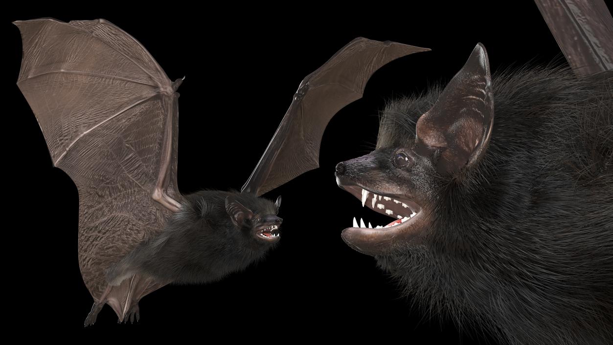 3D model Flying Black Bat Fur