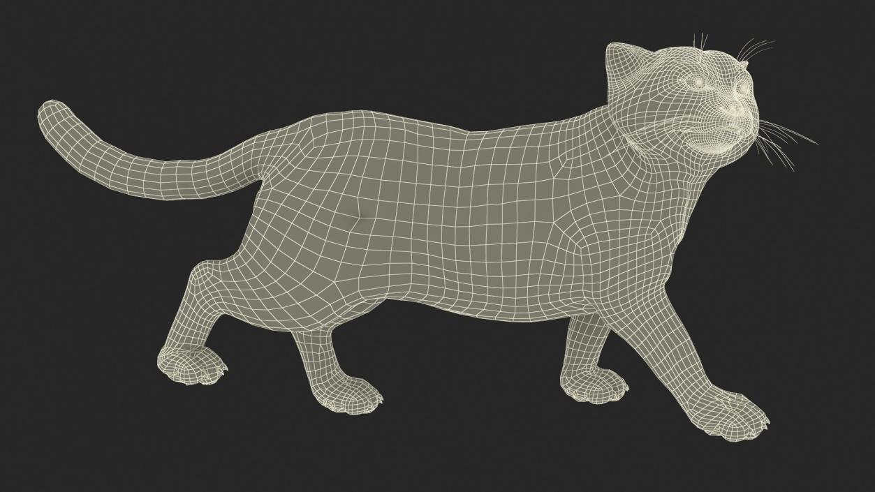 3D Cat Rigged Animated for Cinema 4D model