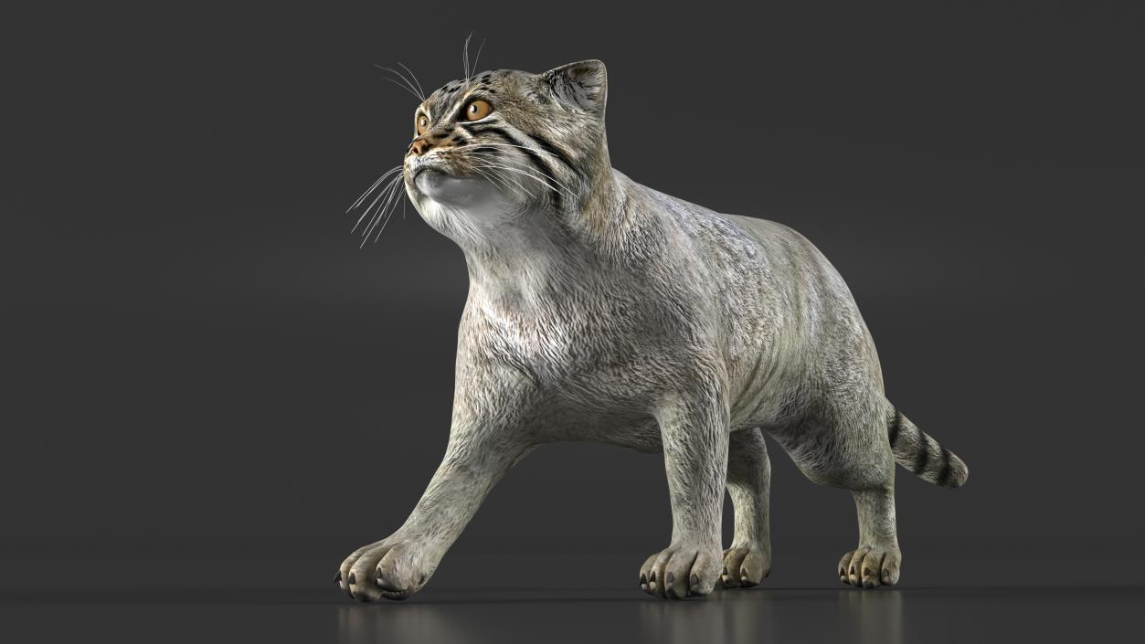 3D Cat Rigged Animated for Cinema 4D model