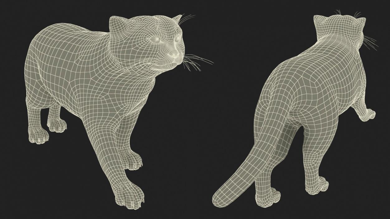 3D Cat Rigged Animated for Cinema 4D model