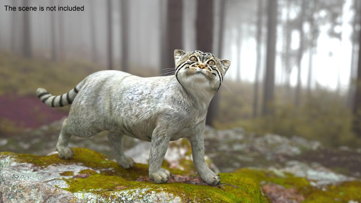 3D Cat Rigged Animated for Cinema 4D model