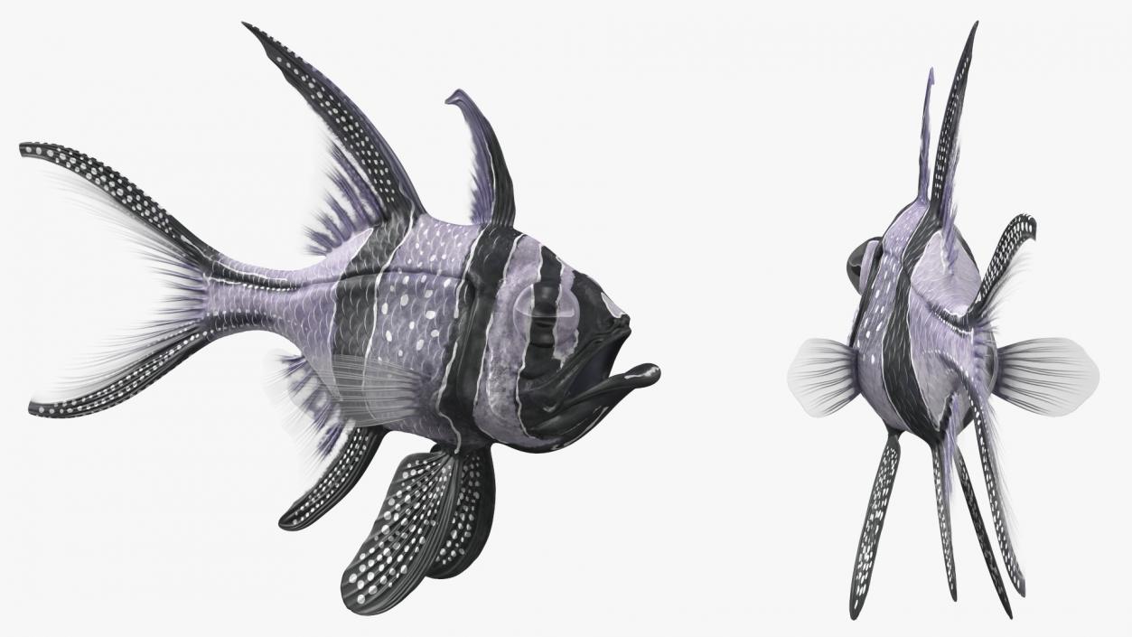 3D Longfin Cardinalfish Neutral Pose model