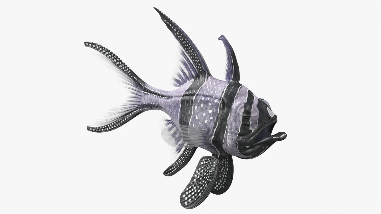 3D Longfin Cardinalfish Neutral Pose model