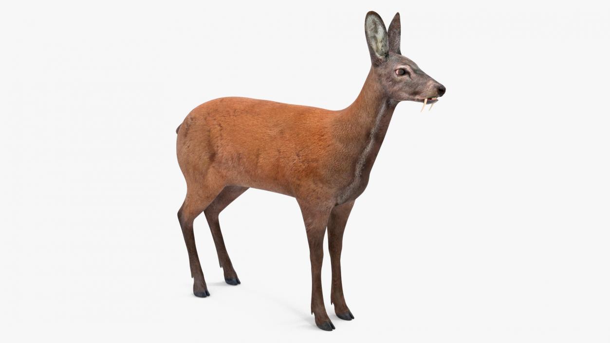 Moschus Moschiferus 3D model