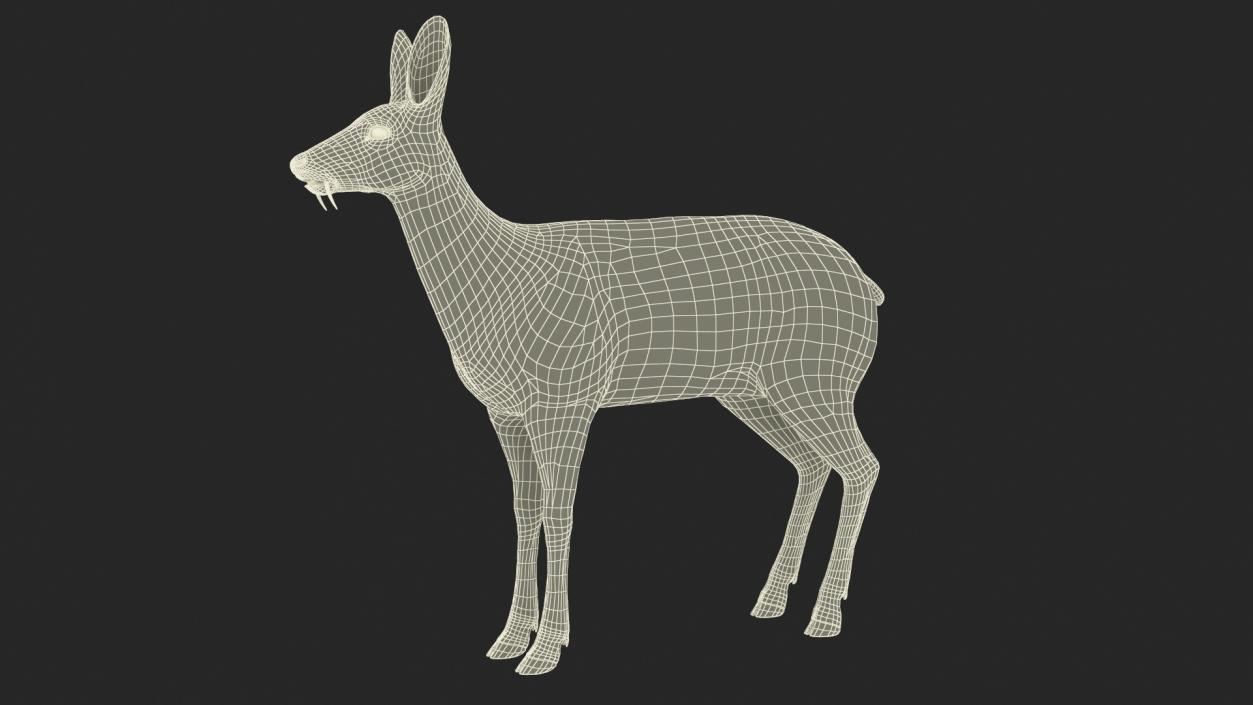 Moschus Moschiferus 3D model