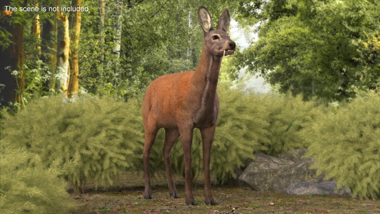 Moschus Moschiferus 3D model