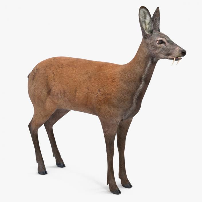 Moschus Moschiferus 3D model