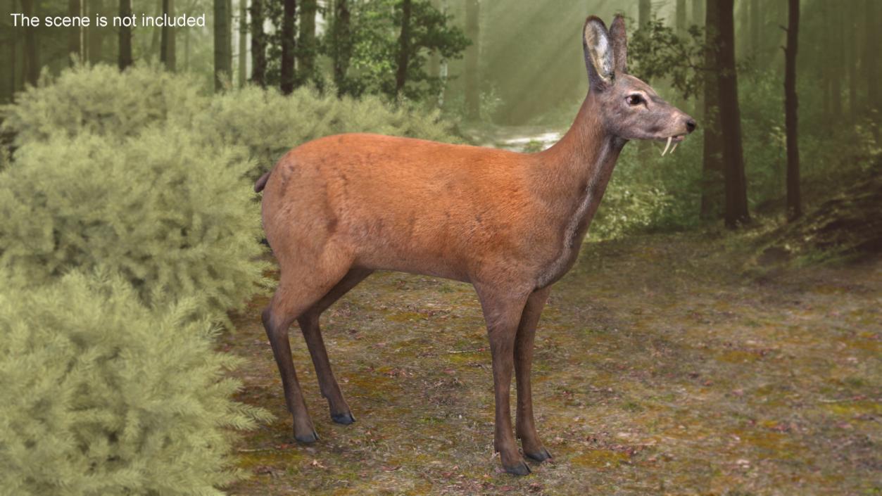 Moschus Moschiferus 3D model