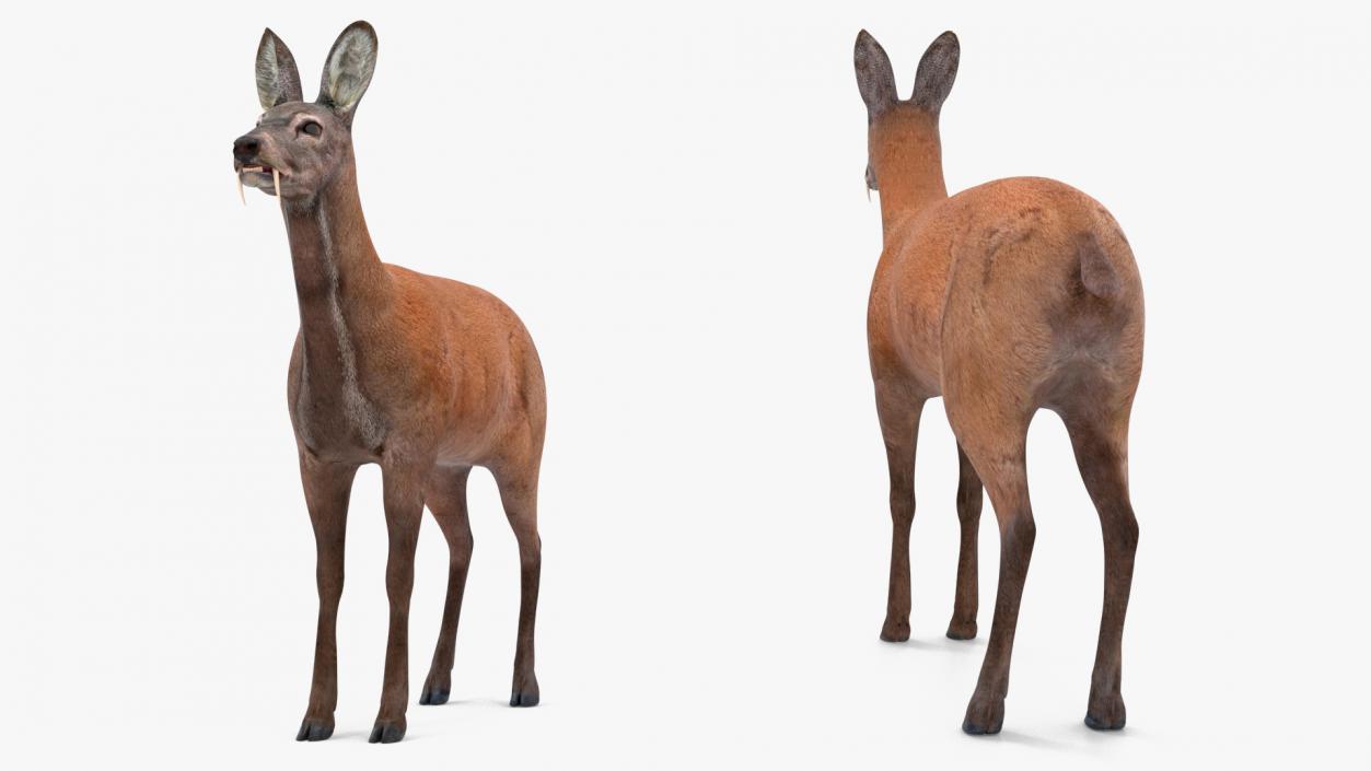 Moschus Moschiferus 3D model