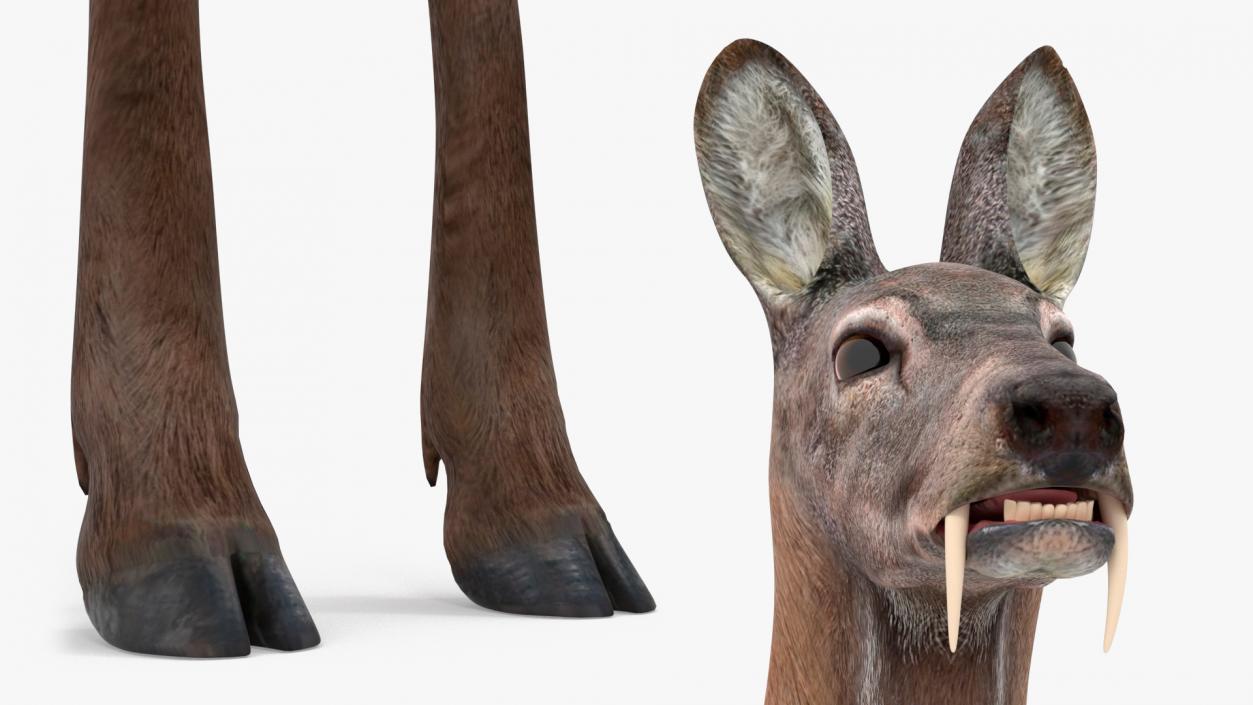 Moschus Moschiferus 3D model