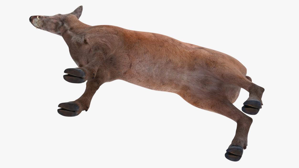 Moschus Moschiferus 3D model