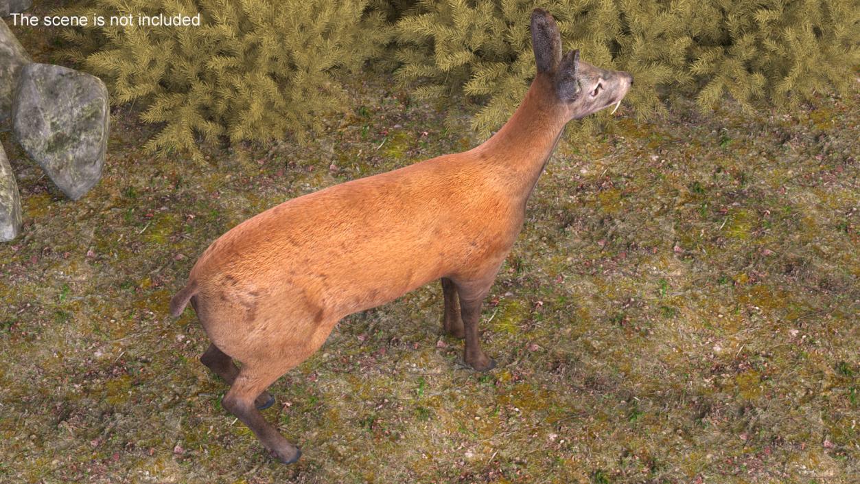 Moschus Moschiferus 3D model