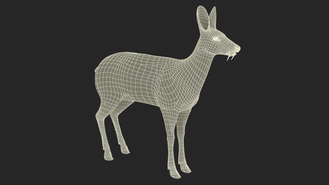 Moschus Moschiferus 3D model