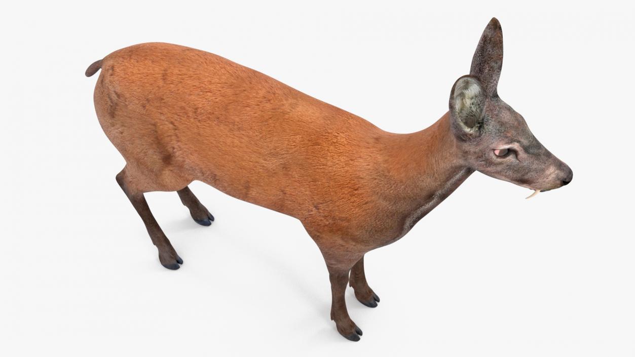 Moschus Moschiferus 3D model