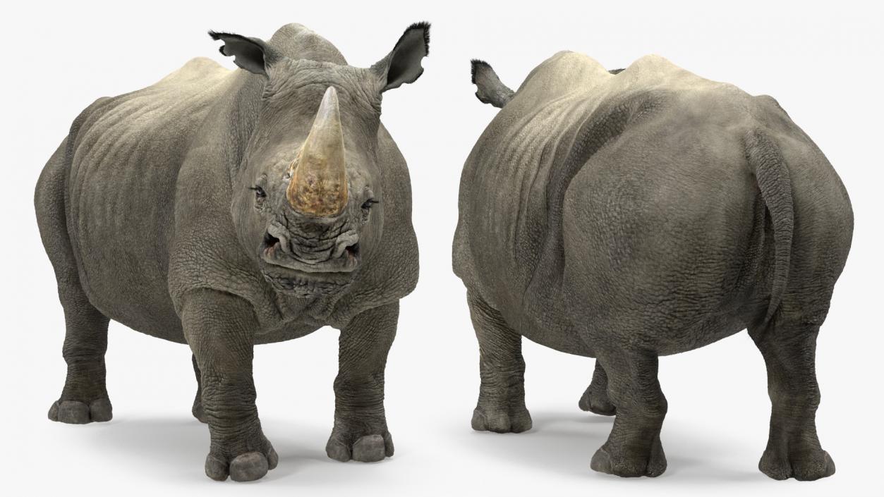 Adult Rhino Fur Rigged 3D