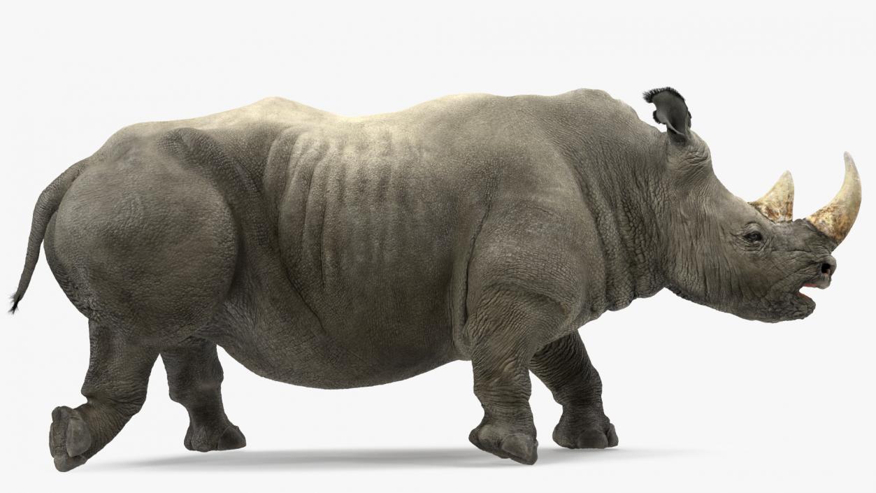 Adult Rhino Fur Rigged 3D