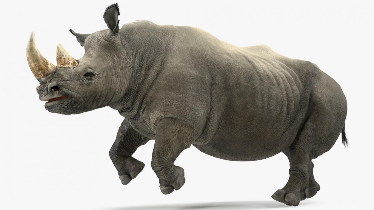 Adult Rhino Fur Rigged 3D