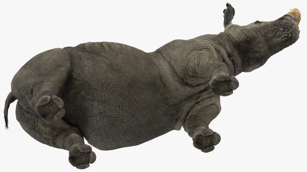 Adult Rhino Fur Rigged 3D