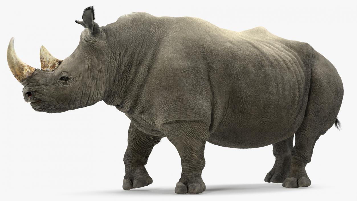 Adult Rhino Fur Rigged 3D