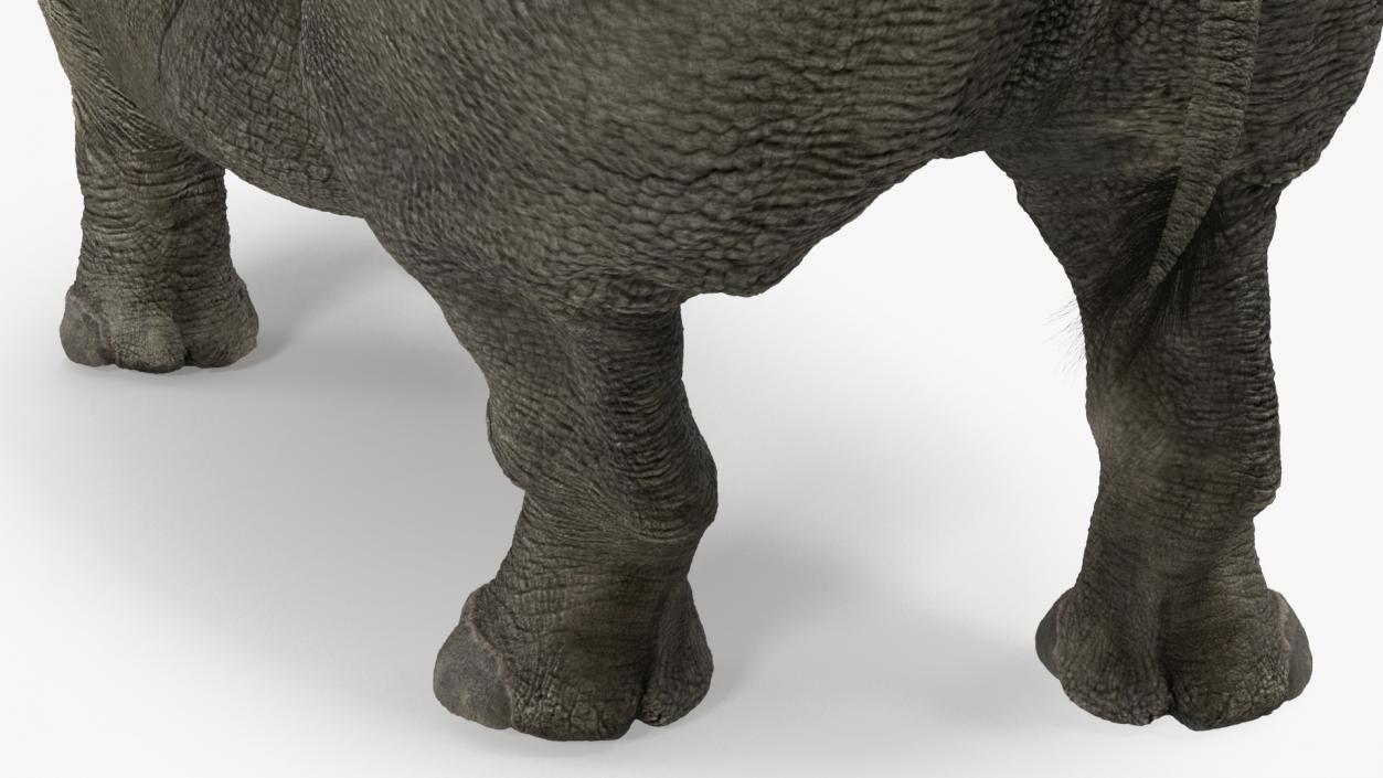 Adult Rhino Fur Rigged 3D