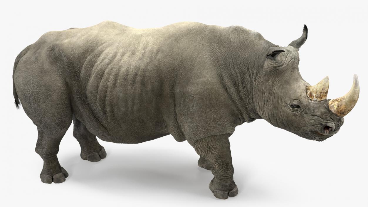 Adult Rhino Fur Rigged 3D