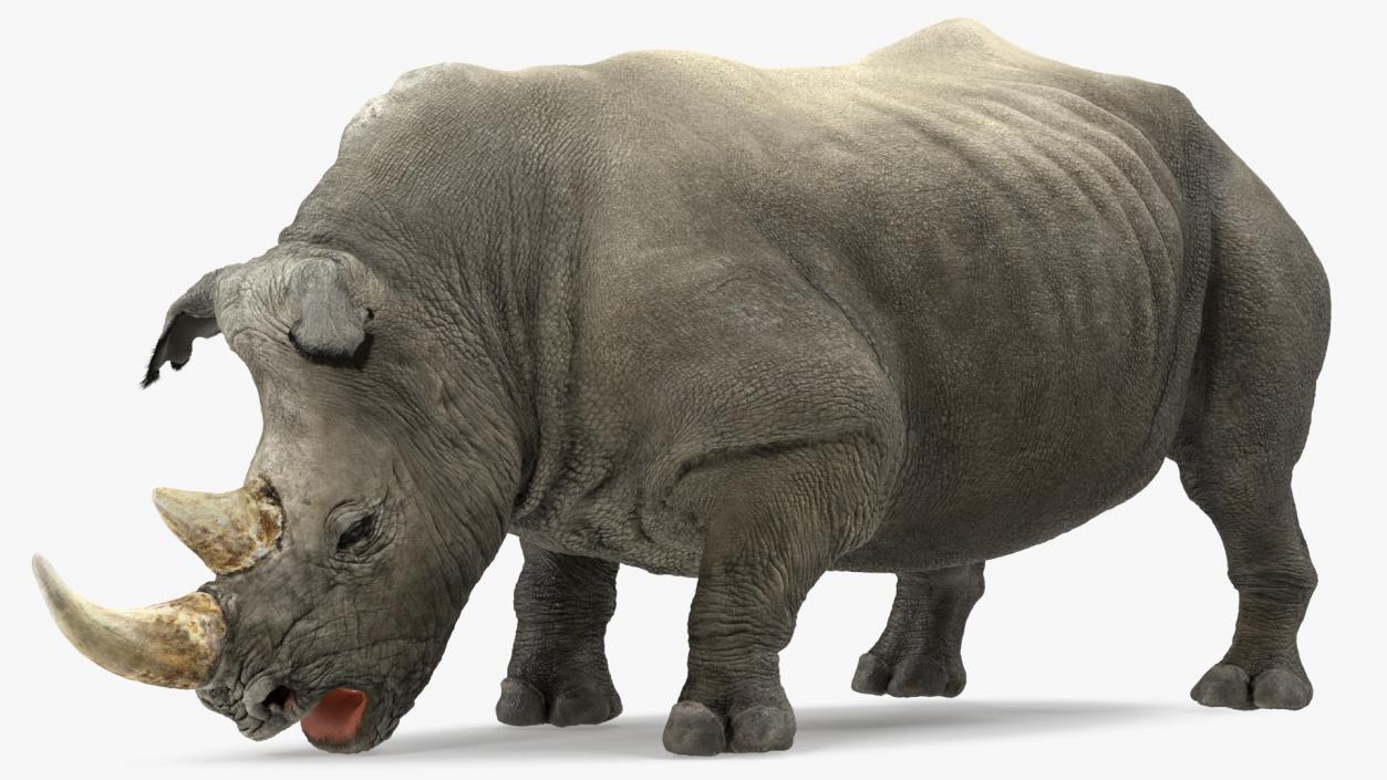 Adult Rhino Fur Rigged 3D