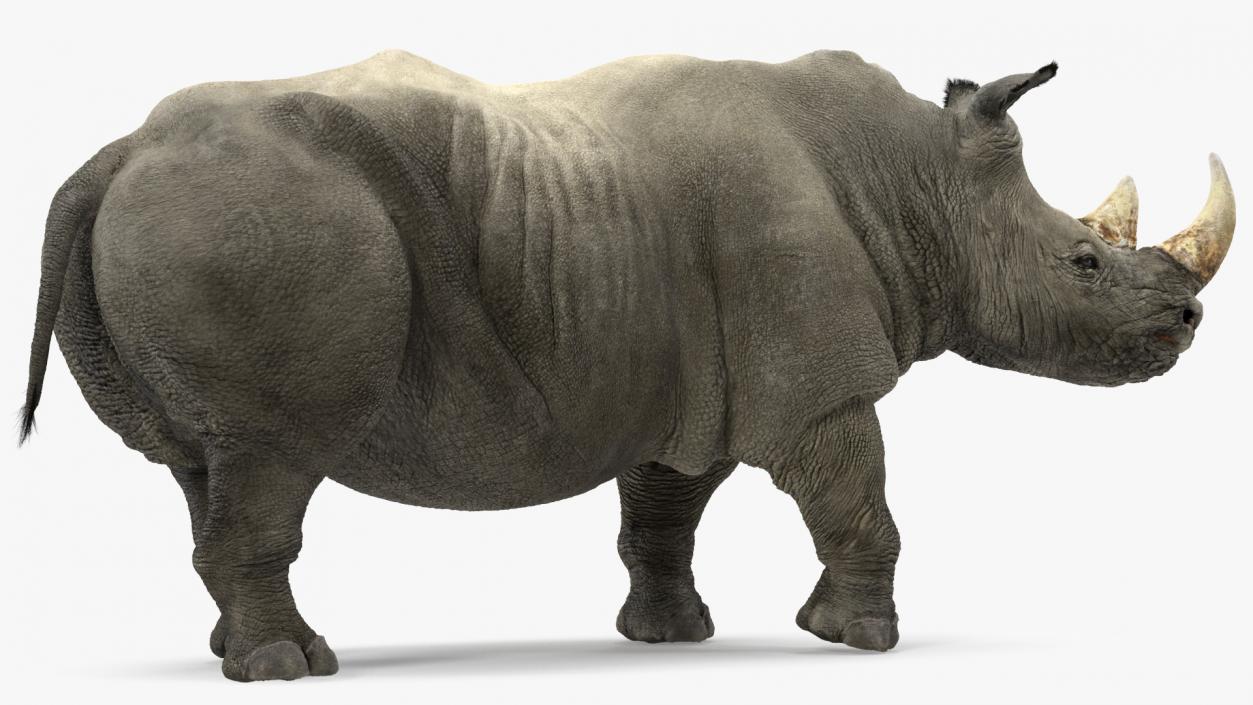 Adult Rhino Fur Rigged 3D