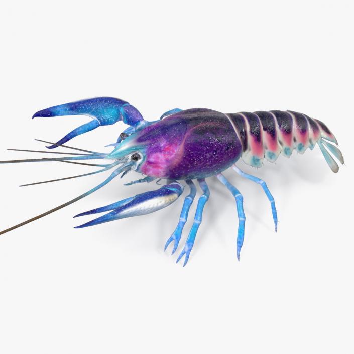 3D Florida Crayfish