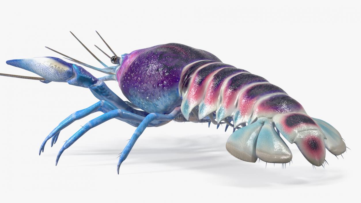 3D Florida Crayfish