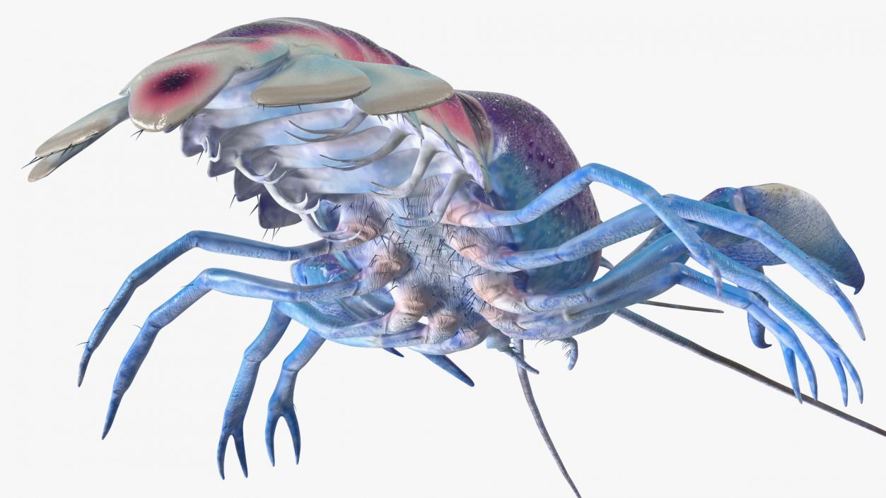 3D Florida Crayfish