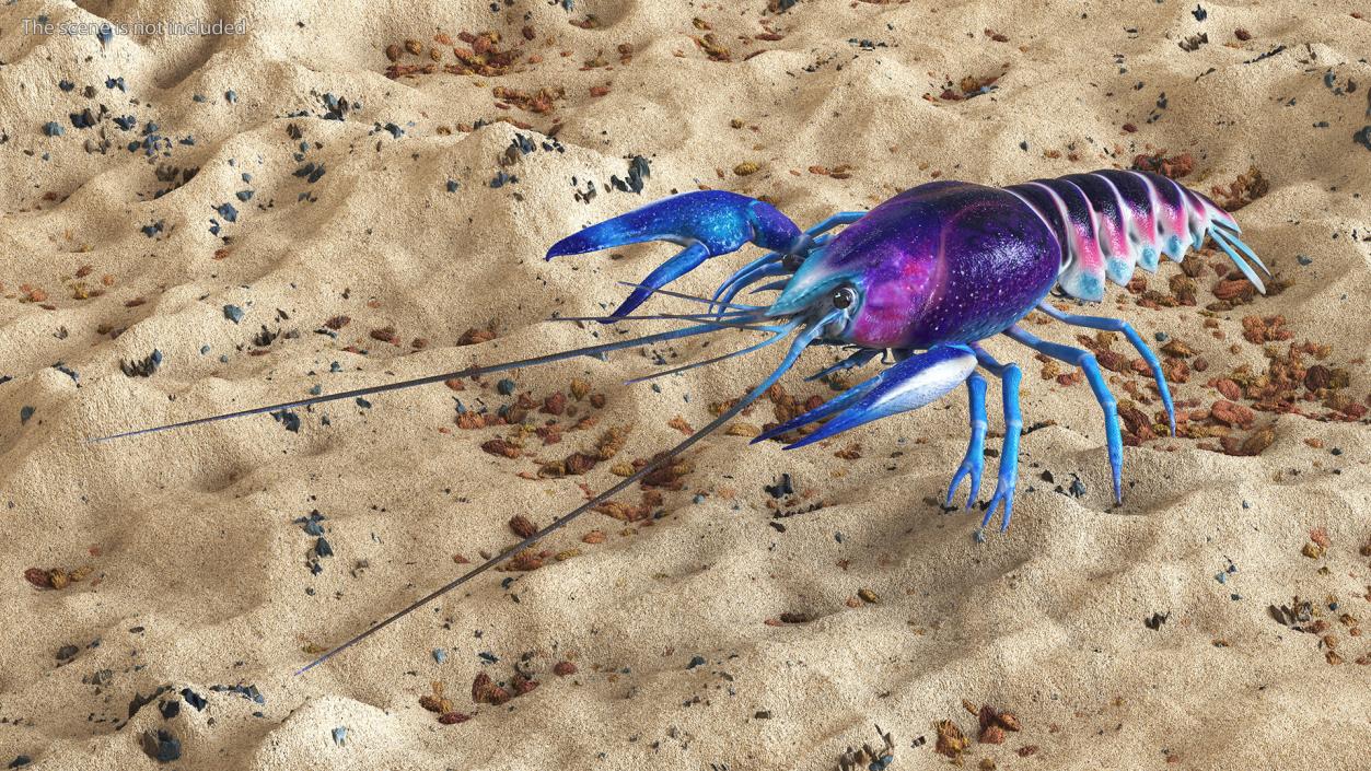 3D Florida Crayfish