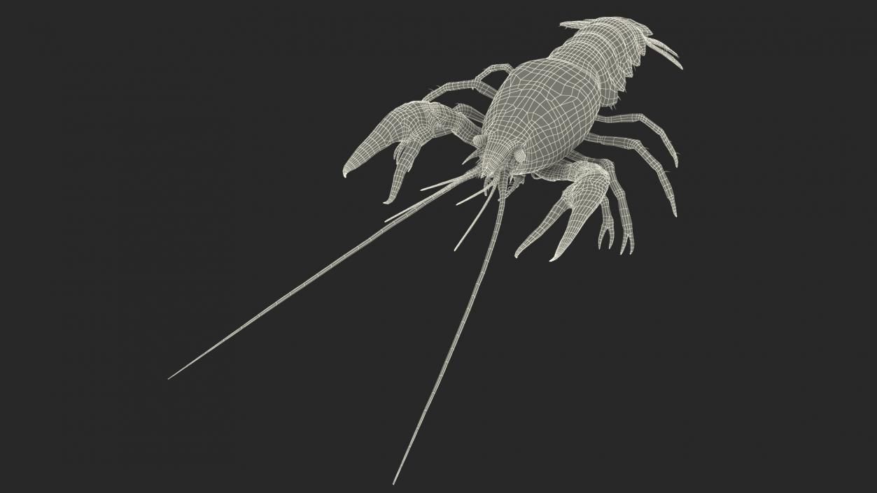 3D Florida Crayfish