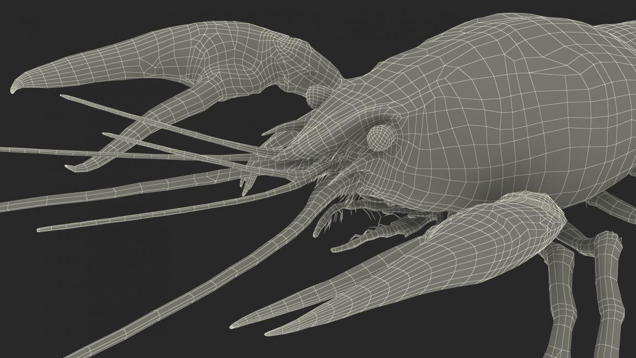 3D Florida Crayfish