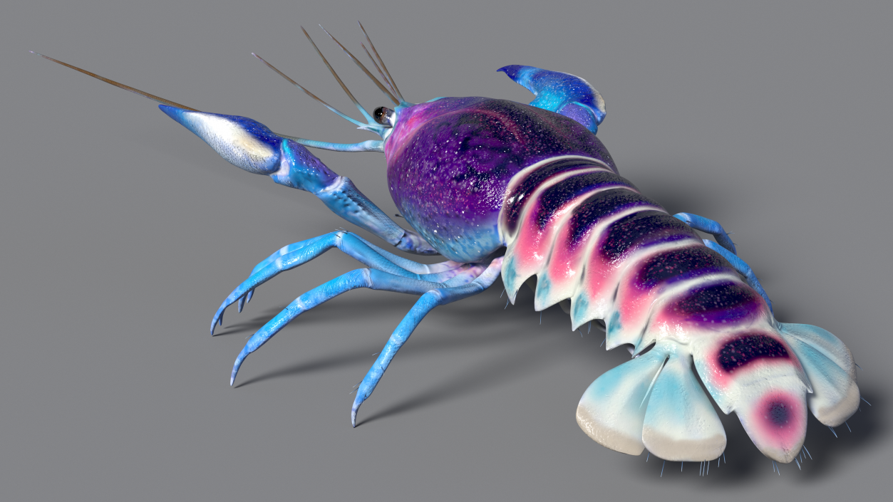 3D Florida Crayfish