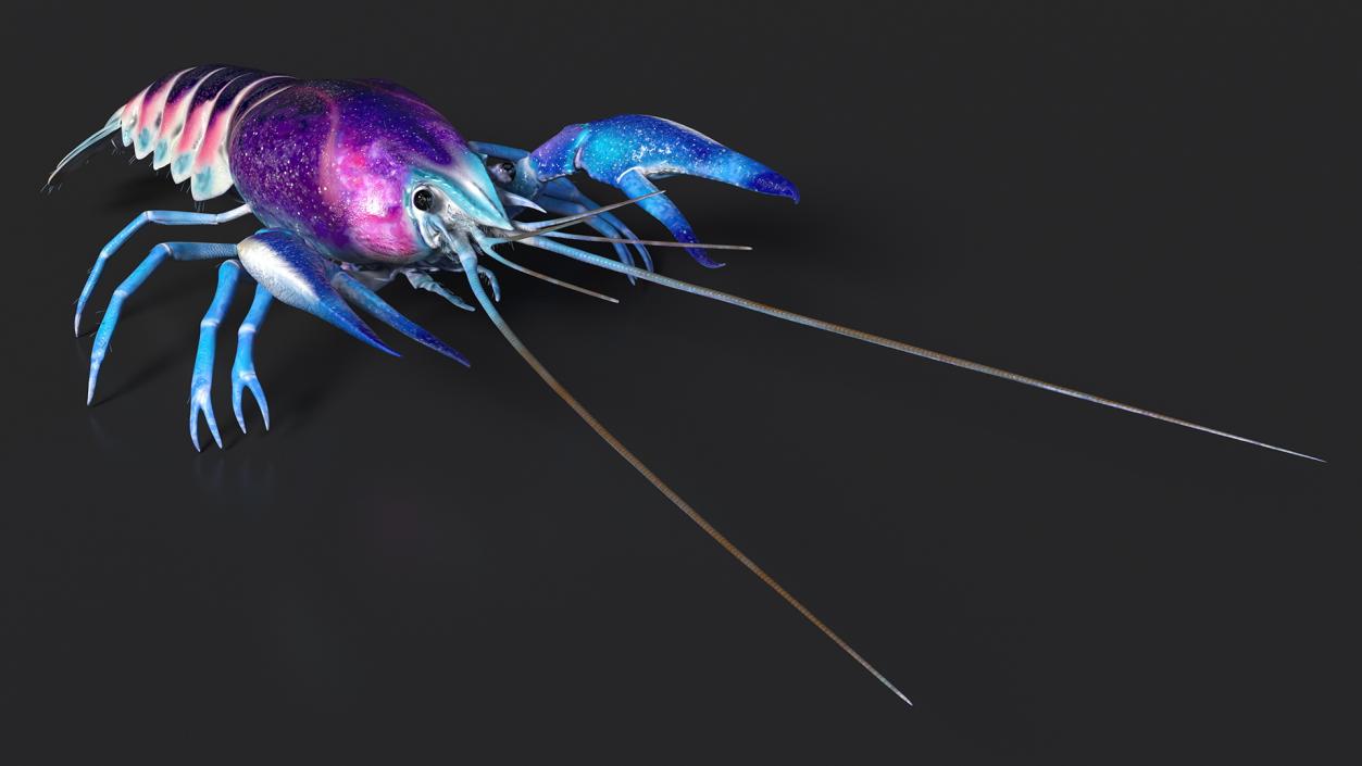 3D Florida Crayfish