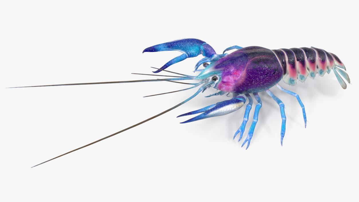 3D Florida Crayfish