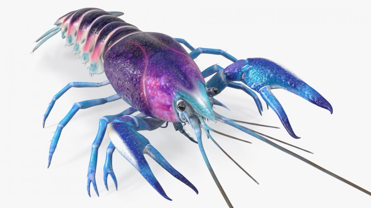 3D Florida Crayfish