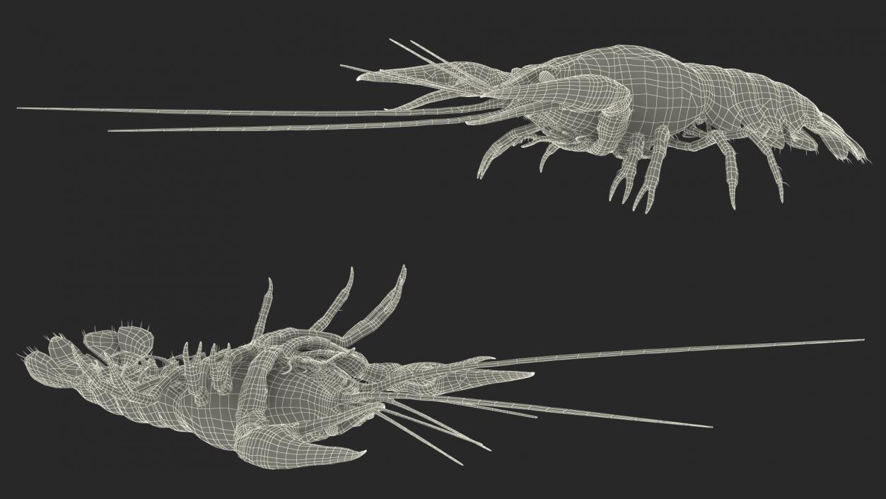 3D Florida Crayfish